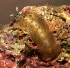 Thysanozoon tentaculatum