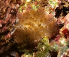 Thysanozoon tentaculatum