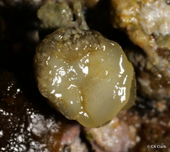 Smaragdinella calyculata