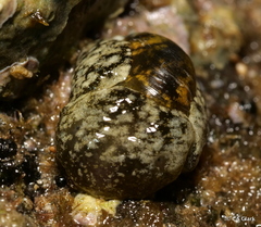 Smaragdinella calyculata