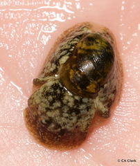 Smaragdinella calyculata