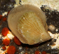 Isognomon perna
