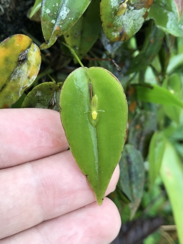 Pleurothallis homalantha, photograph 3