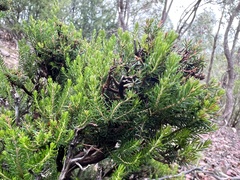 Erica lusitanica