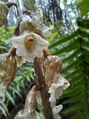 Gastrodia cooperae