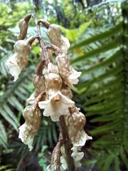 Gastrodia cooperae