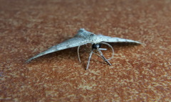 Scopula luridata