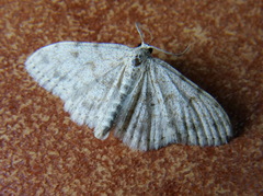 Scopula luridata