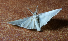 Scopula luridata
