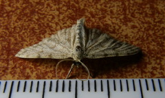 Scopula luridata