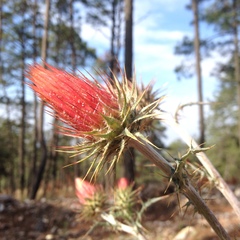 Cirsium anartiolepis