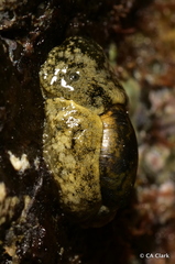Smaragdinella calyculata