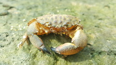 Myomenippe hardwickii