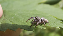 Dendryphantes