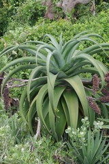 Aloe thraskii
