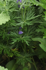 Aconitum nasutum