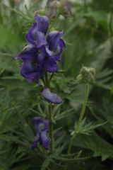 Aconitum nasutum
