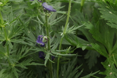 Aconitum nasutum