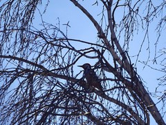 Dendrocopos leucotos