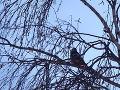 Dendrocopos leucotos