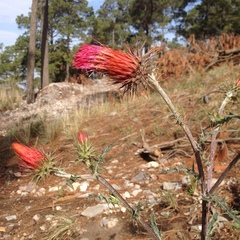 Cirsium anartiolepis