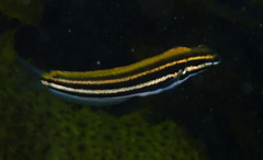 Petroscirtes fallax