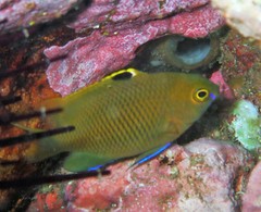 Plectroglyphidodon apicalis