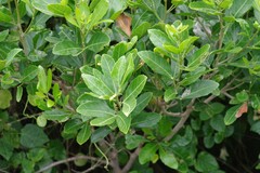 Allophylus natalensis