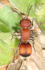 Pseudomethoca simillima