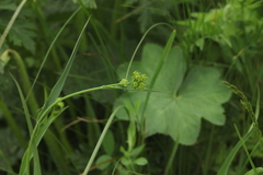Bupleurum polyphyllum