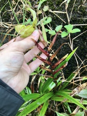Phragmipedium longifolium