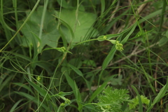 Bupleurum polyphyllum