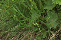 Bupleurum polyphyllum