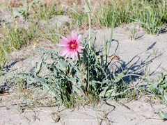 Tragopogon ruber