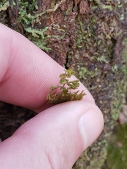 Hymenophyllum lanceolatum