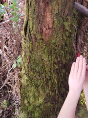 Hymenophyllum lanceolatum
