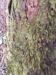 Hymenophyllum lanceolatum