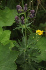 Aconitum nasutum