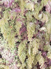 Hymenophyllum lanceolatum