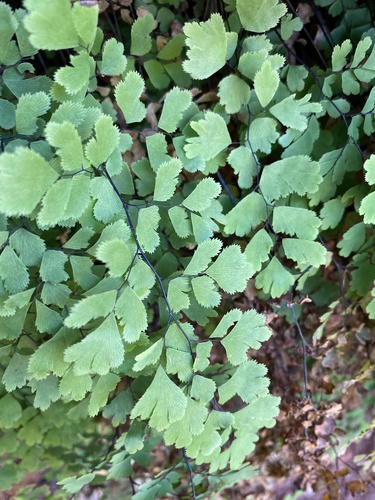 Adiantum capillus-veneris