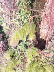 Hymenophyllum lanceolatum