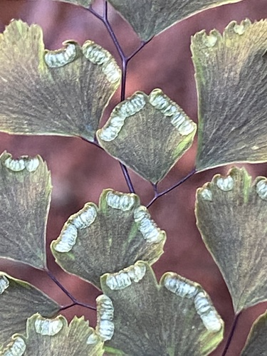 black maidenhair fern