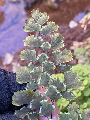 Adiantum capillus-veneris