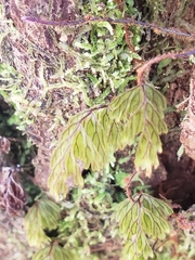 Hymenophyllum lanceolatum