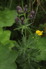 Aconitum nasutum