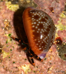 Calcinus pictus