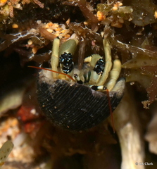 Calcinus guamensis