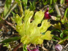 Trifolium fucatum