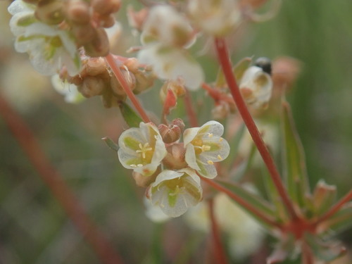 Image of Psammotropha myriantha by no rights reserved