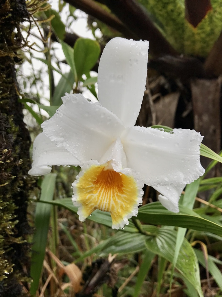 Sobralia chrysostoma